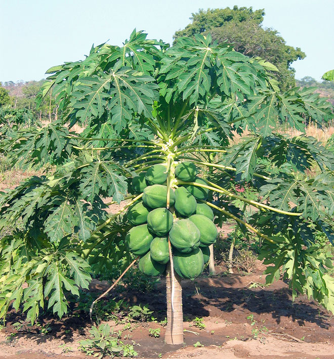 Vrienden van de Sahel